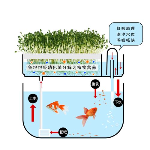 鱼缸生态学_鱼缸养鱼生态系统