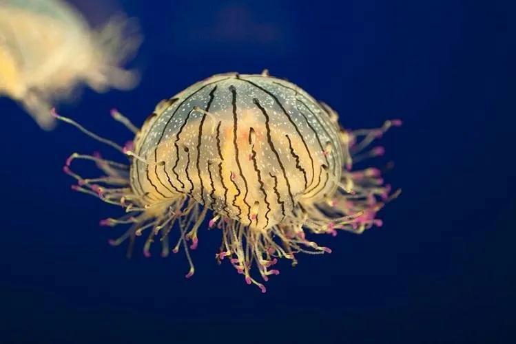 海洋中的浮游生物_水母属于海洋中的浮游生物